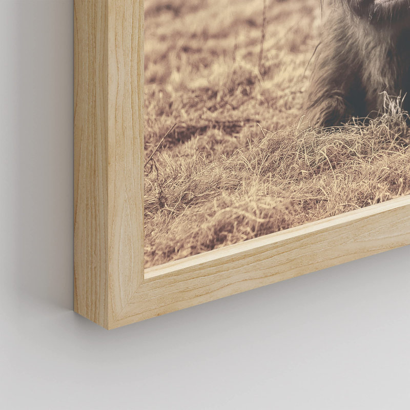 «Vache rétro Shetland, vache, bovins, animaux de la ferme» sur papier, Naturel, H 12 po x l 16 po