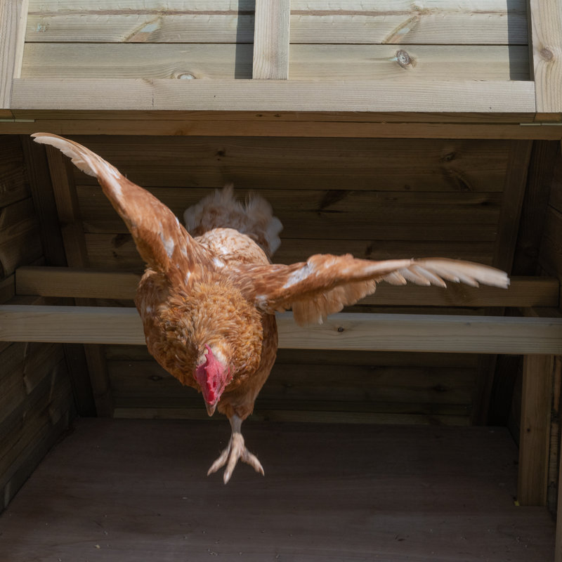 Chicken Coop with Chicken Run
