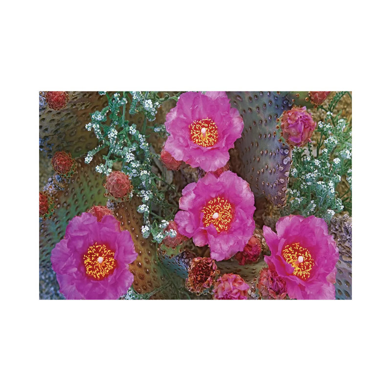 Beavertail Cactus Flowering, Arizona by Tim Fitzharris - Wrapped Canvas Gallery-Wrapped Canvas Giclée