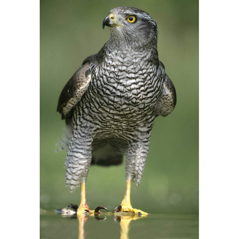 Goshawk, Accipiter Gentilis - Photographie sur toile tendue, L 18 po x H 12 po