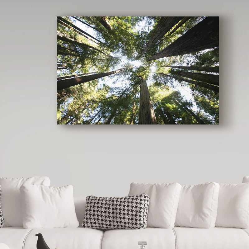 Avisha 'Redwoods' Photographic Print on Wrapped Canvas, 30" H x 47" W