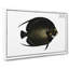 Variegated Angel-Fish by M.E. Bloch - Wrapped Canvas-55372255