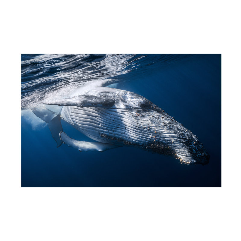 Art sur toile «bolathieu Gabriel la baleine», H 12 po x l 19 po