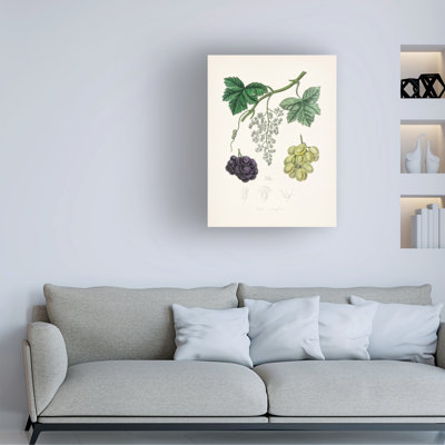 John Stephenson And Common Grape Vine Medical Botany Canvas Art