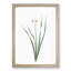 Primrose Flowers by Pierre-Joseph Redoute - Picture Frame Painting Print-55601669-55601682