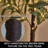 Little Lighted Bonsai Olive Tree with Timer