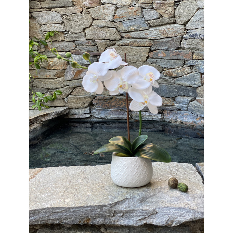 Centre de table orchidées en pot
