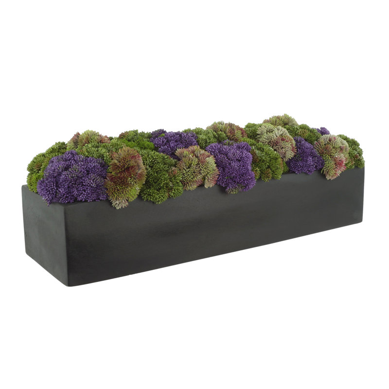 Sedum multicolore en pot de fleurs noir, Forme rectangulaire, H 7 po x l 19 po x P 6 po, Noir