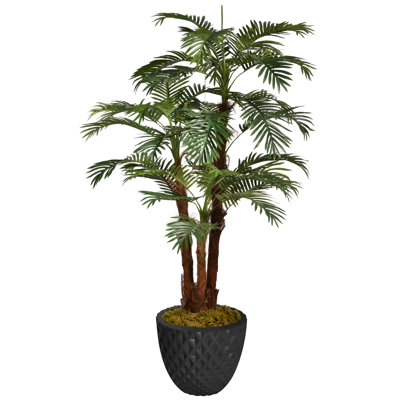 Palmier de Panama en pot