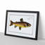 The Brown Trout Fish by M.E. Bloch - Picture Frame Art Print-55640034-55640036