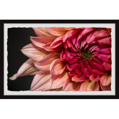Diverse Dahlia - Single Picture Frame Painting