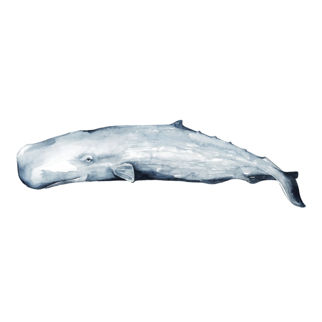 Leinwandbild Whale Portrait II von Grace Popp