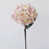 Peach Blush