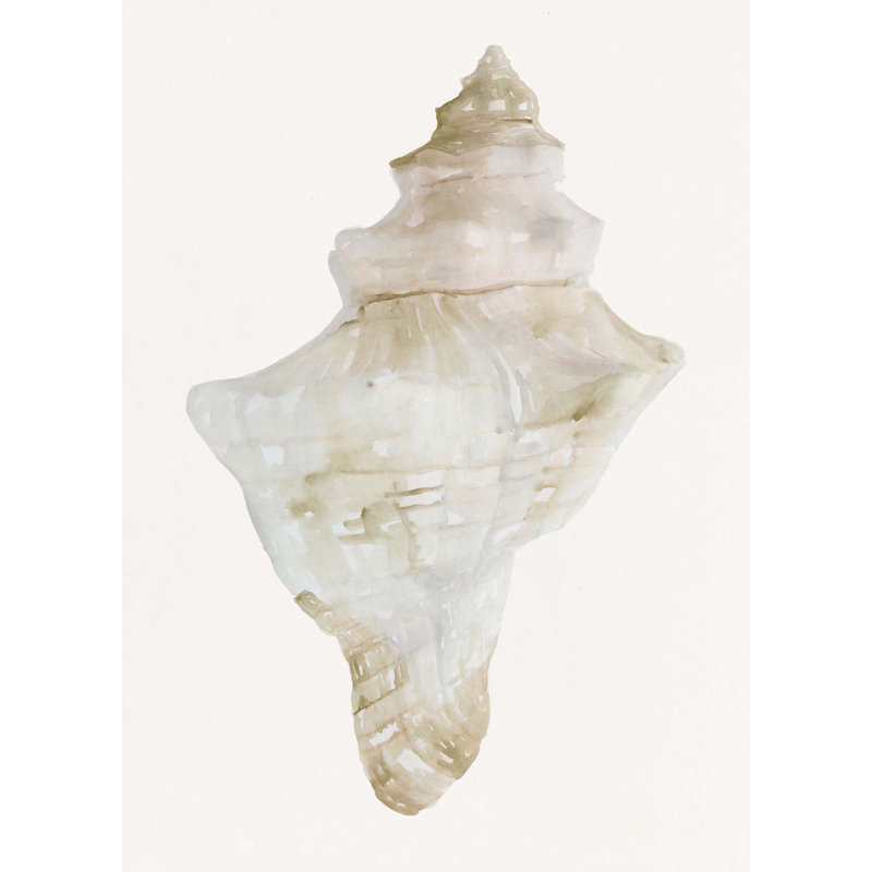 Sea Shell 2 Print, 50" H x 35" W, Wrapped Canvas