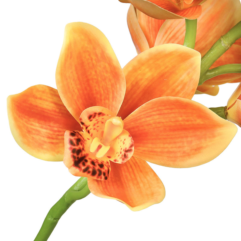 Tige d'orchidée Cymbidium, Orange
