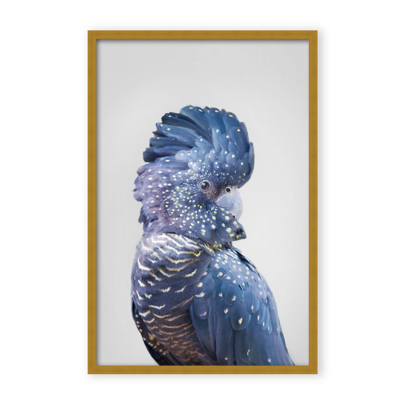 Nature Inspired Black Cockatoo by  - Picture Frame Photograph on Paper, 48" H x 32" W x 1.125" D, Framed Matted Print, Black