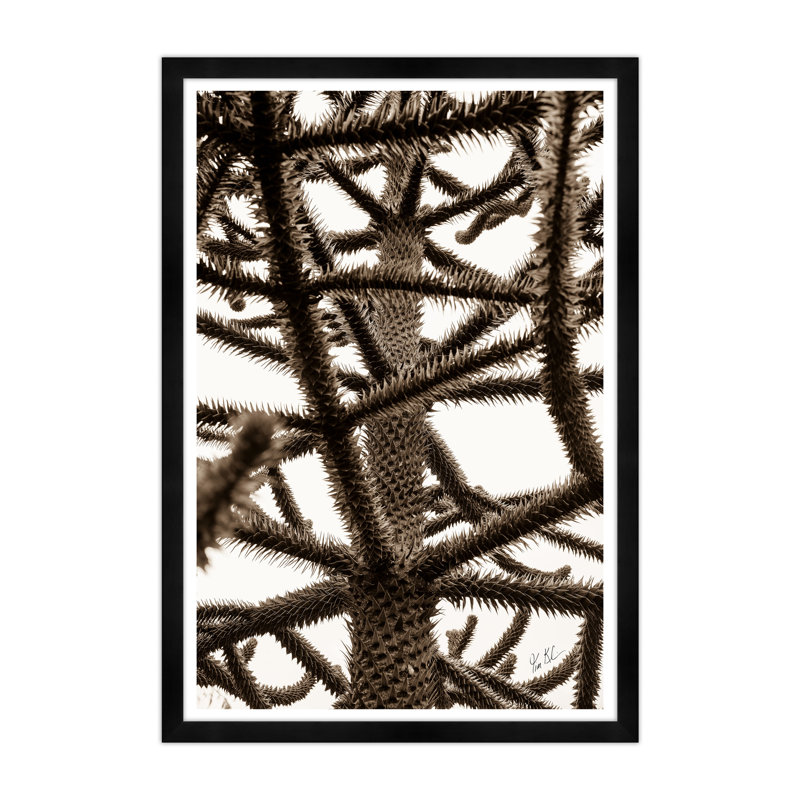 Structural Evergreen In Sepia Print by Tim Klein