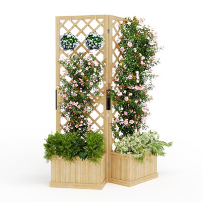 Paravent Cedar