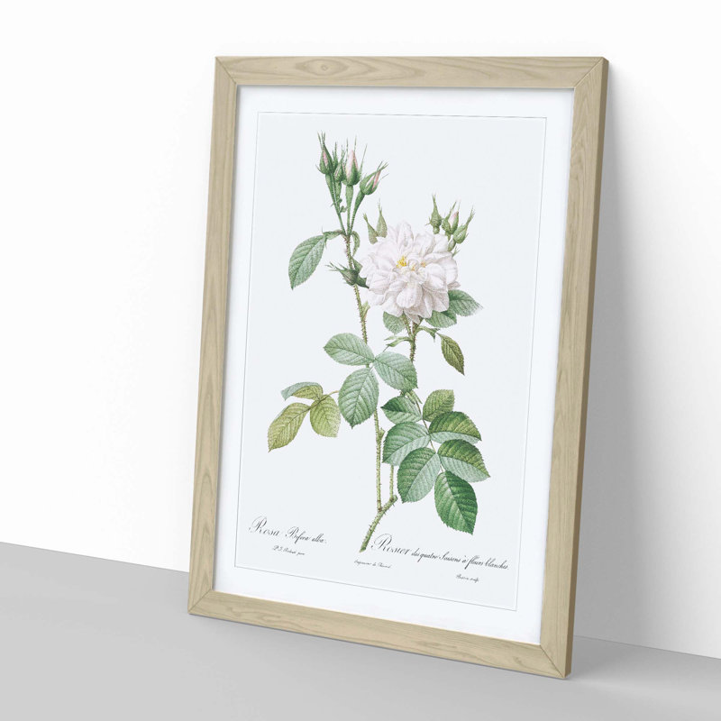 Autumn Damask Rose by Pierre-Joseph Redoute - Single Picture Frame Painting, Oak Framed, 33cm H x 24cm W x 2cm D