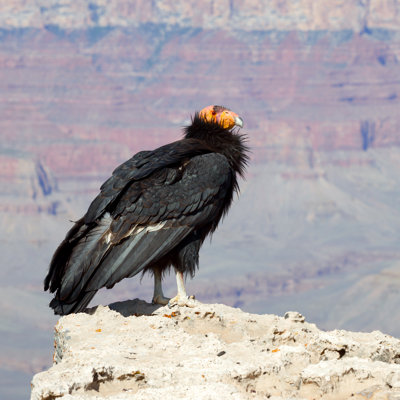 " California Condor At Grand Canyon "