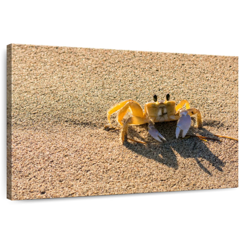 Brampt Crab On Beach, 20" H x 30" W