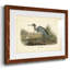 Audubons Blue Heron-144717903