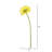 Daisy Arrangement-20584018