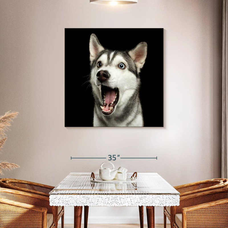 Brampt Surprised Siberian Husky