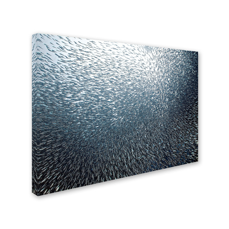 'Sardines Firework' Photographic Print on Wrapped Canvas
