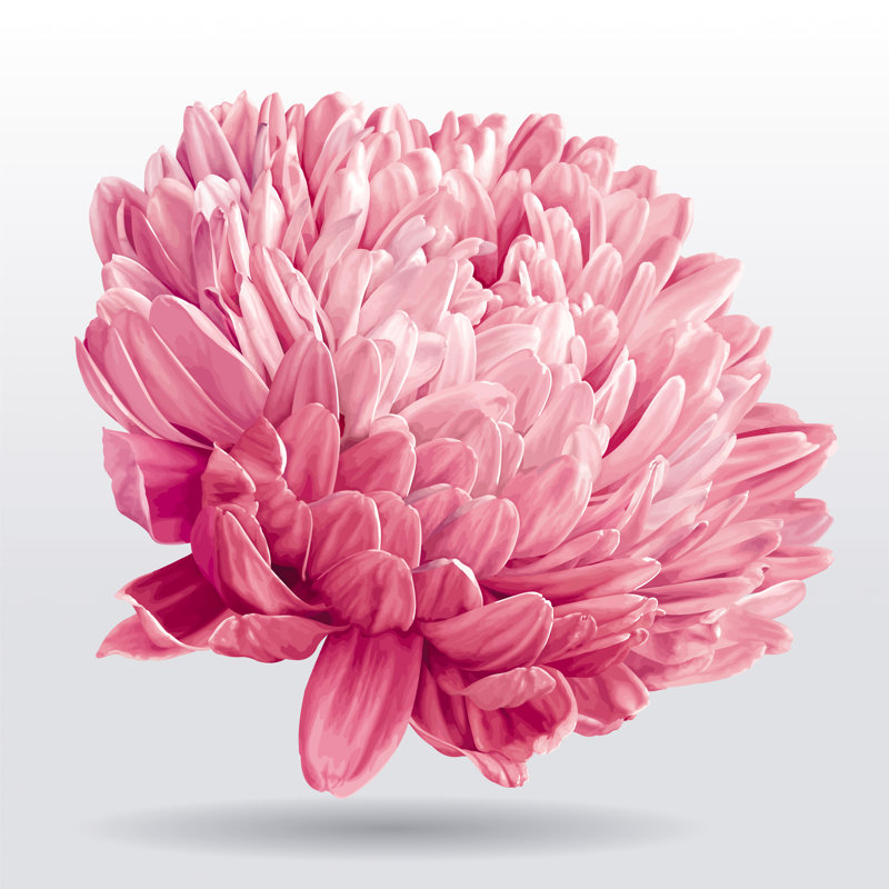 Luxurious Pink Aster Flower by VorontsovaNatalia - Wrapped Canvas Painting, 30cm H x 30cm W x 3.8cm D