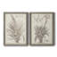 Sépia plantes exotiques III - ensemble de 2 reproductions de dessins encadrés-1000909434-1000909415