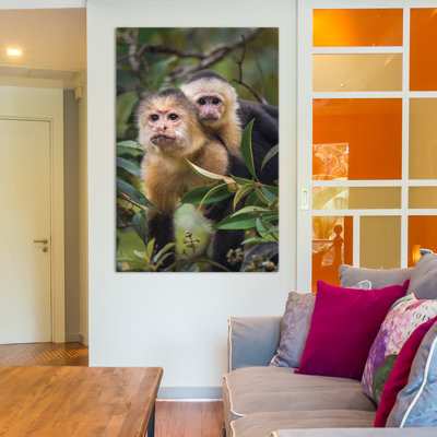 " White-Throated Capuchin Monkeys, Tortuguero, Limon Province, Costa Rica " Color Photography Print