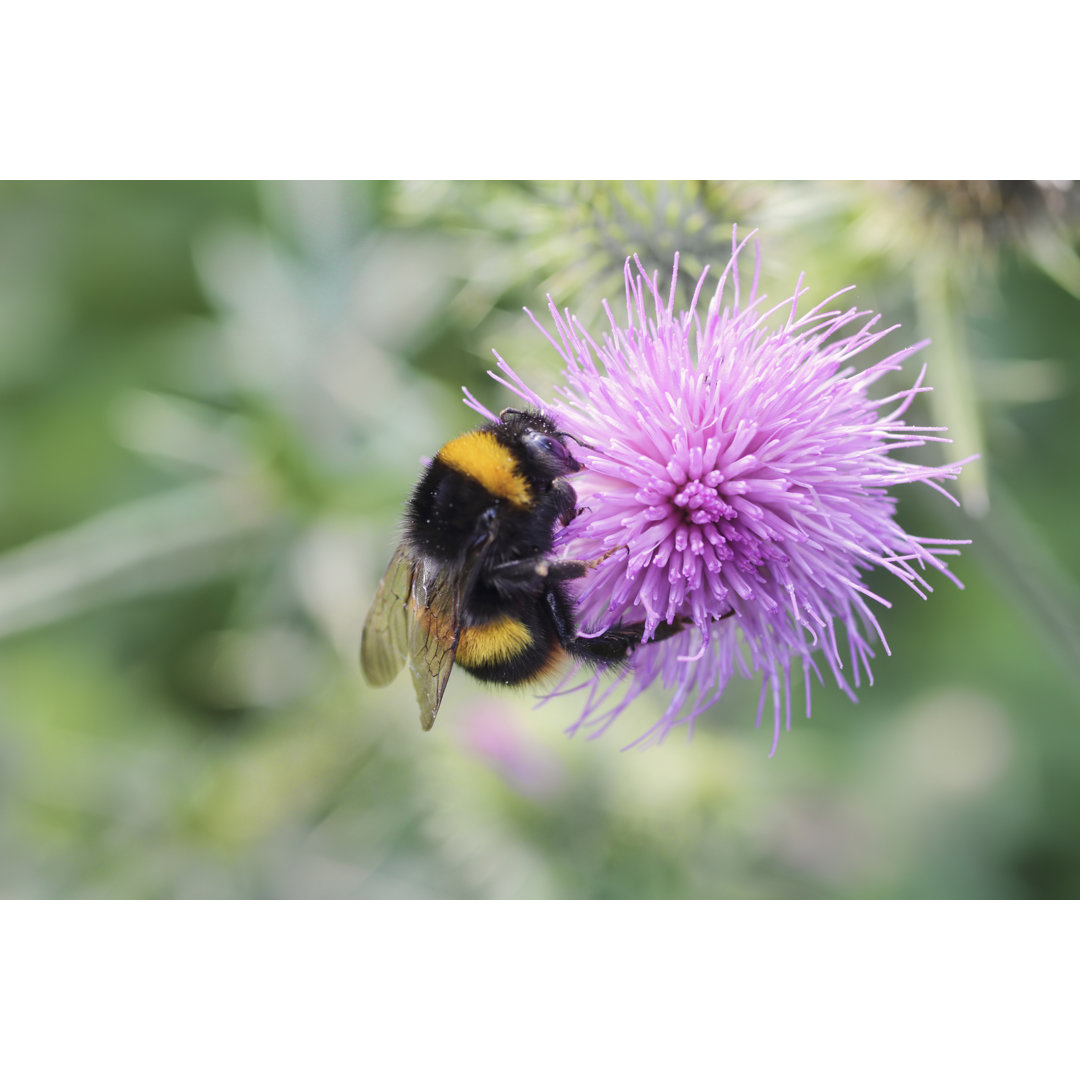 Bumble Bee von Whiteway - Leinwandbild