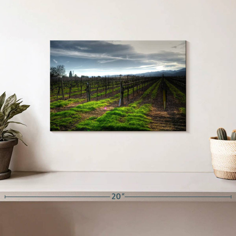 Alvord Napa Vineyard en janvier, H 8 po x l 12 po