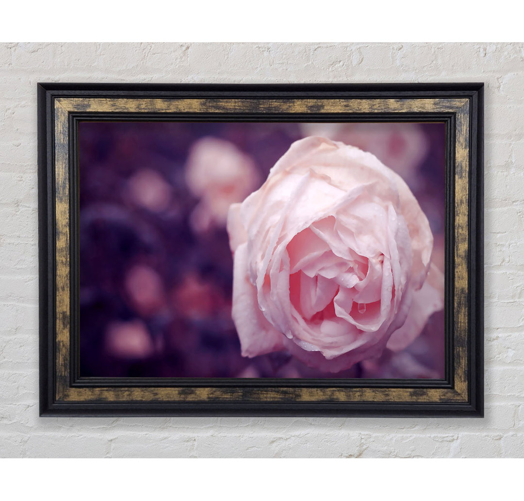 Delicate Pink Dew Rose - Einzelner Bilderrahmen Kunstdrucke