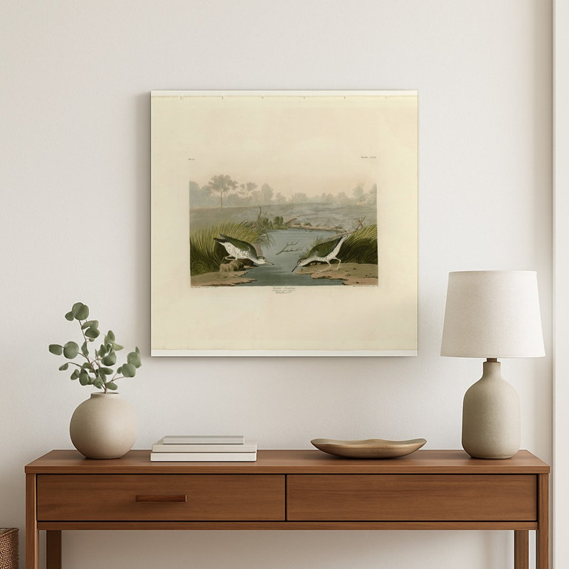 Bécasseau tacheté, planche CCCX (1835) — Tableau mural carré en métal, H 12 po x l 12 po