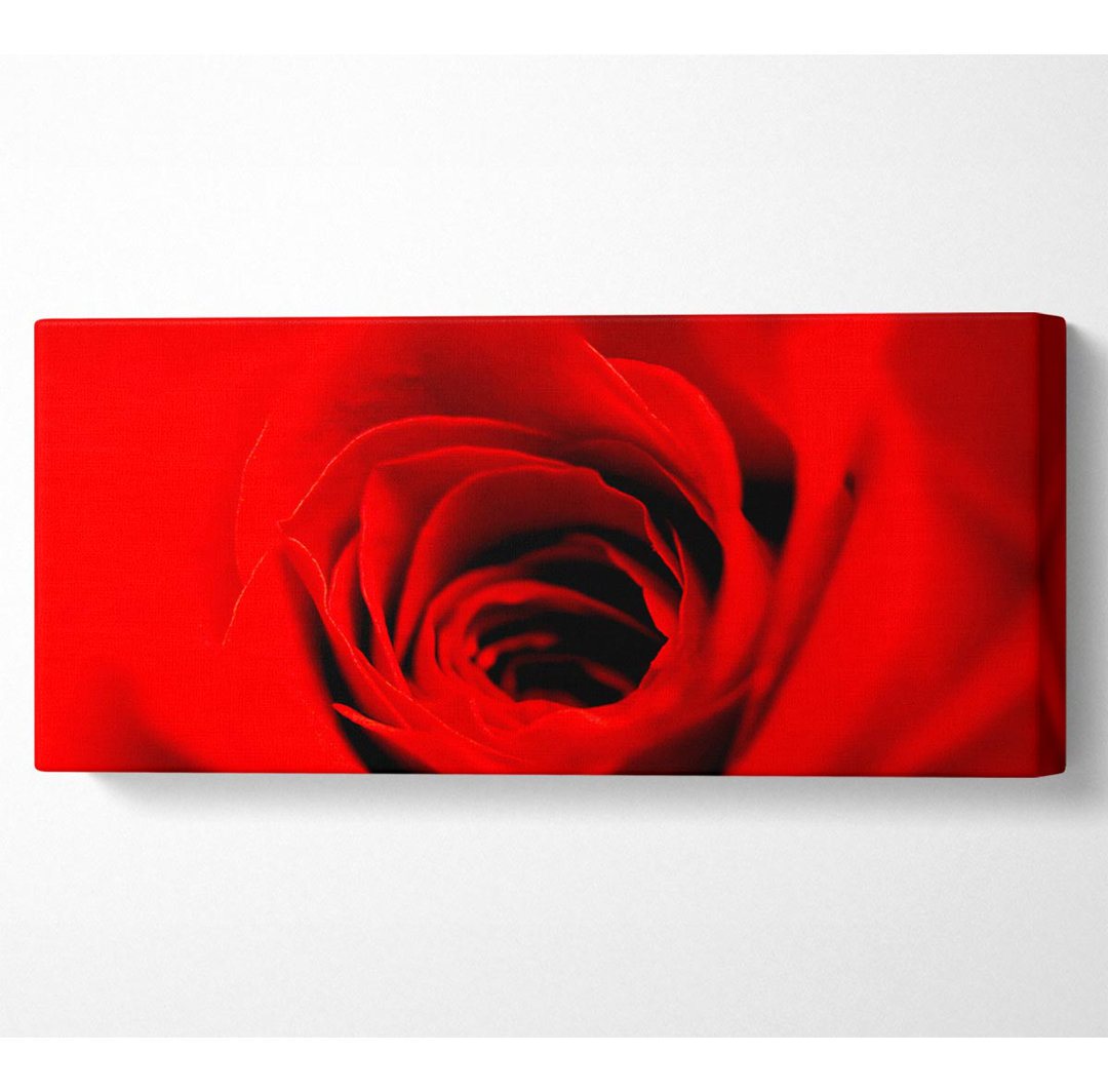 Zarte rote Rose Nahaufnahme - Panorama-Kunstdrucke auf Canvas-Leinwand