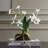 Clovis Orchid Drop-In