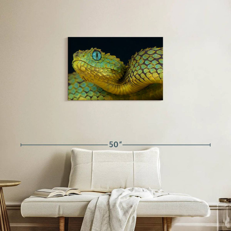 African Bush Viper, 20" H x 30" W
