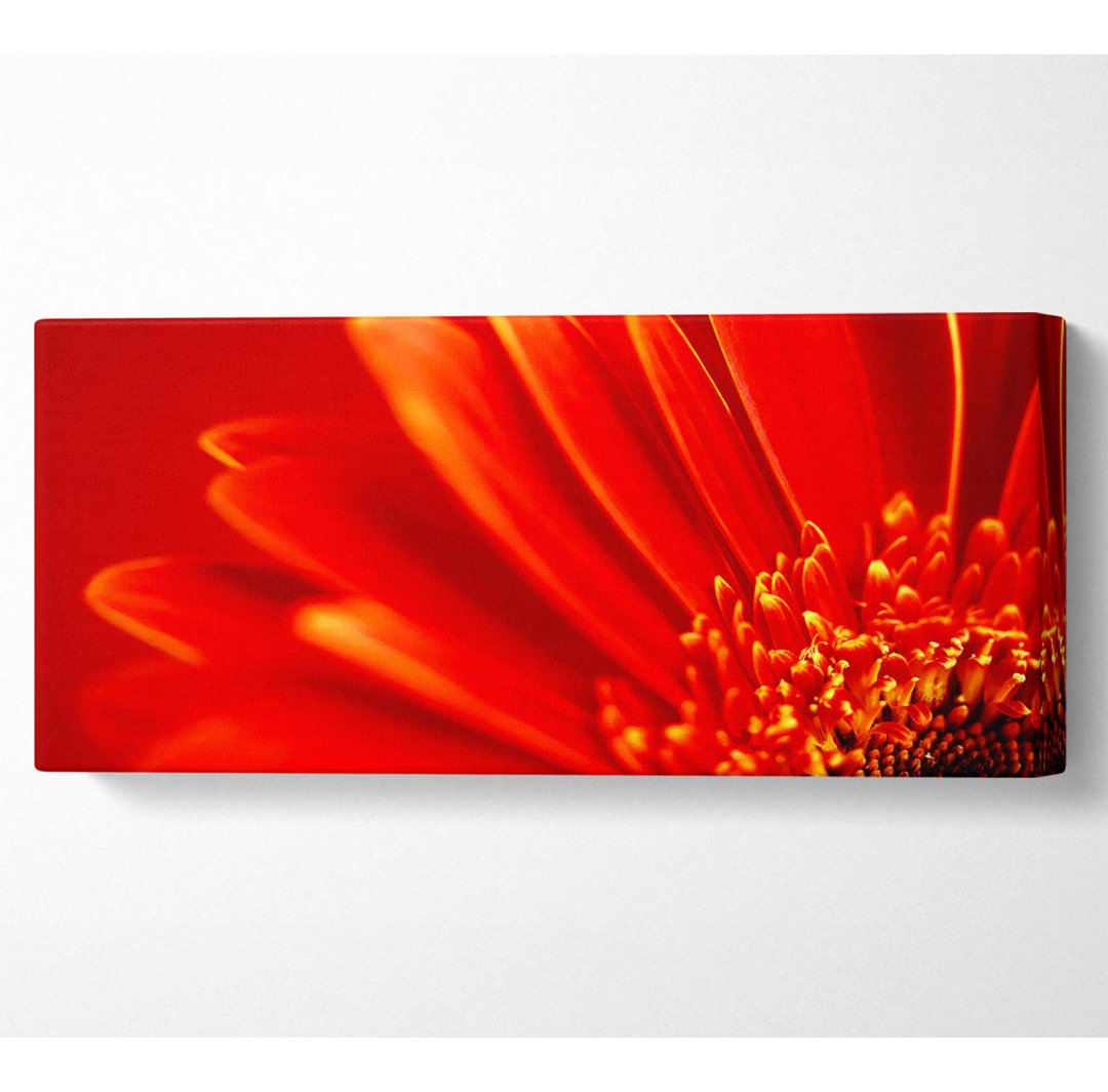 Orange auf orangefarbenen Gerbera-Blütenblättern - Kunstdrucke auf Leinwand