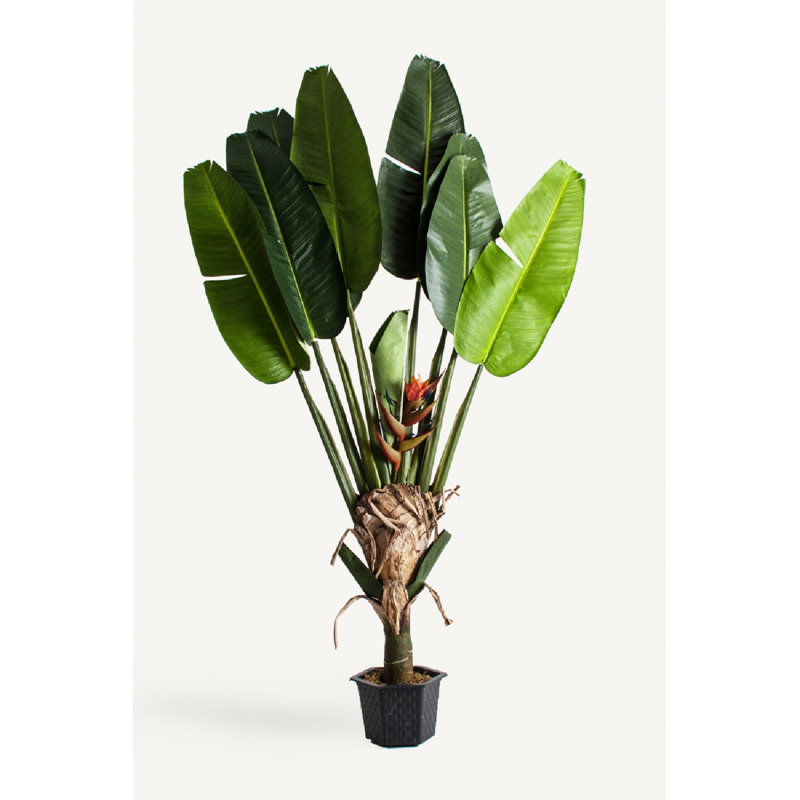 Bird of Paradise Tracie