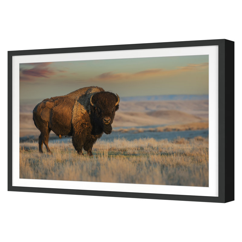 Bison Bull Print, 34" H x 50" W, Black