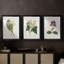 Antique Botanical Collection IV - reproduction encadrée sur mesure de qualité supérieure - 3 pièces-927739184-927739190