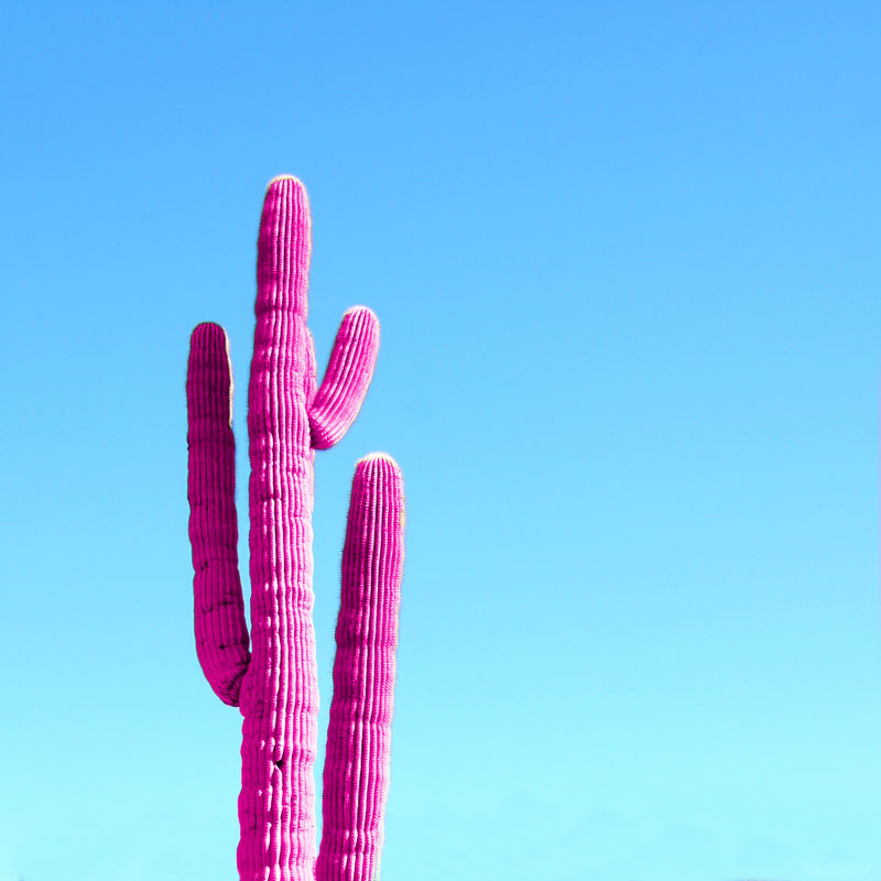 Pink Neon Cactus - Wrapped Canvas Print, 51cm H x 51cm W x 3.8cm D