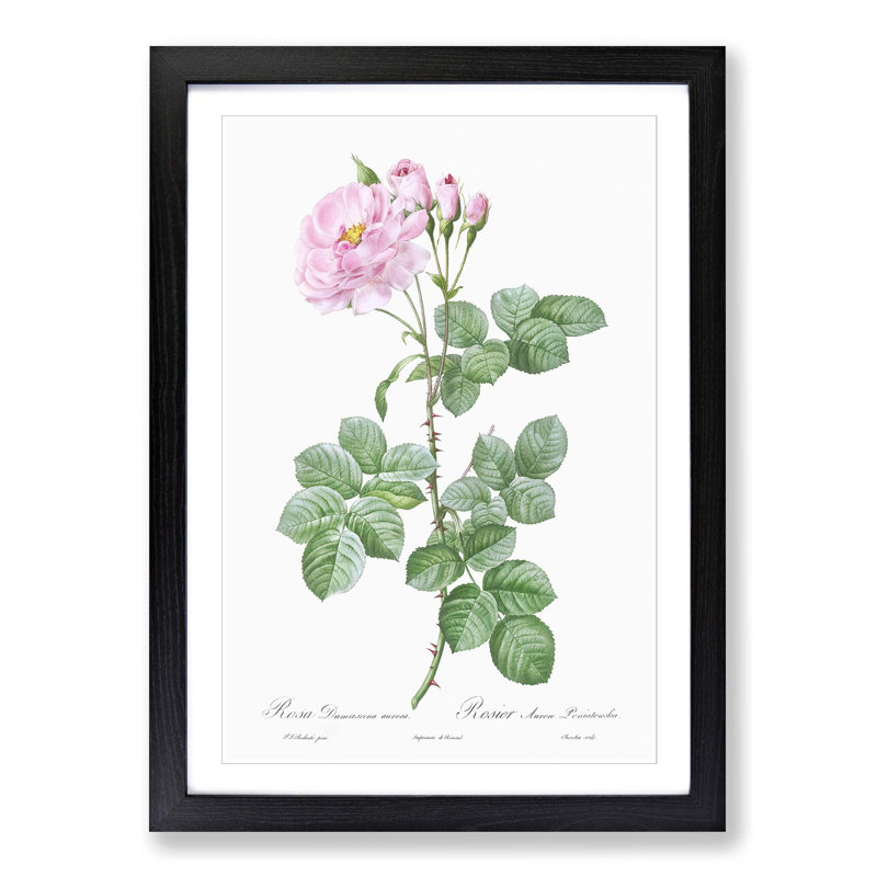 Pink Damask Rose by Pierre-Joseph Redoute - Picture Frame Graphic Art Print, Black Framed, 65cm H x 48cm W x 2cm D