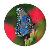 Beautiful Butterfly Print