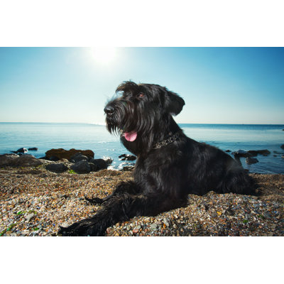 Oltorf " Giant Schnauzer Lying " by Nadiia Iatusn