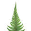 Vickerman 16-18" Fern Green Fern- Parchment, 10 stems, Preserved