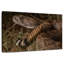 Crotale diamantin de l'Ouest-779046981