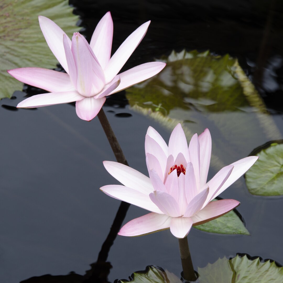 Leinwandbild Water Lily Flowers III von Laura DeNardo